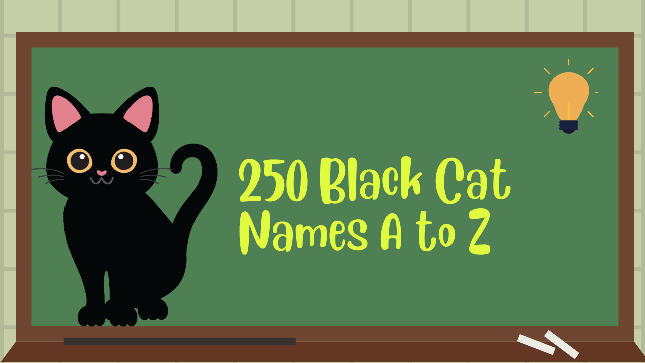 250-black-cat-names-a-to-z