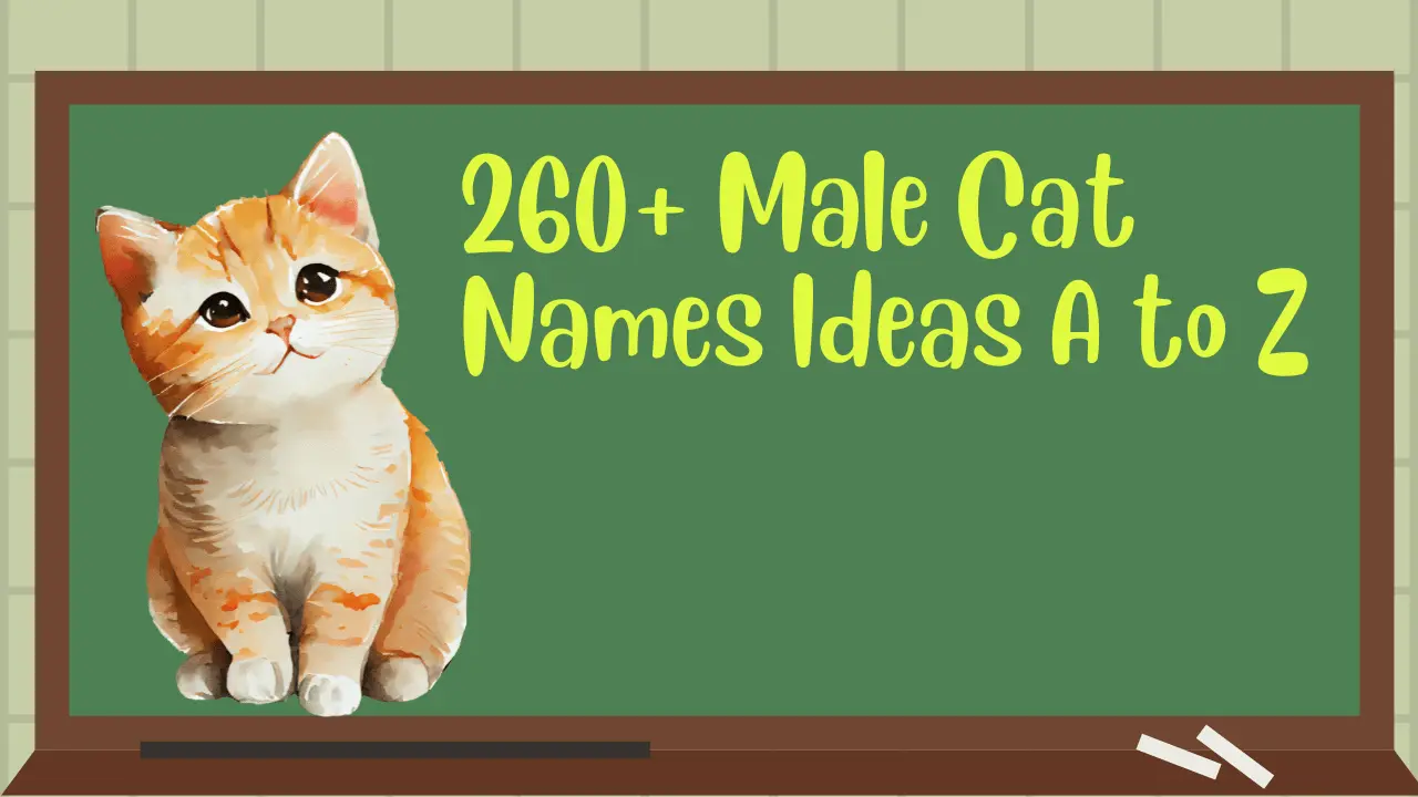 260-male-cat-names-ideas-a-to-z