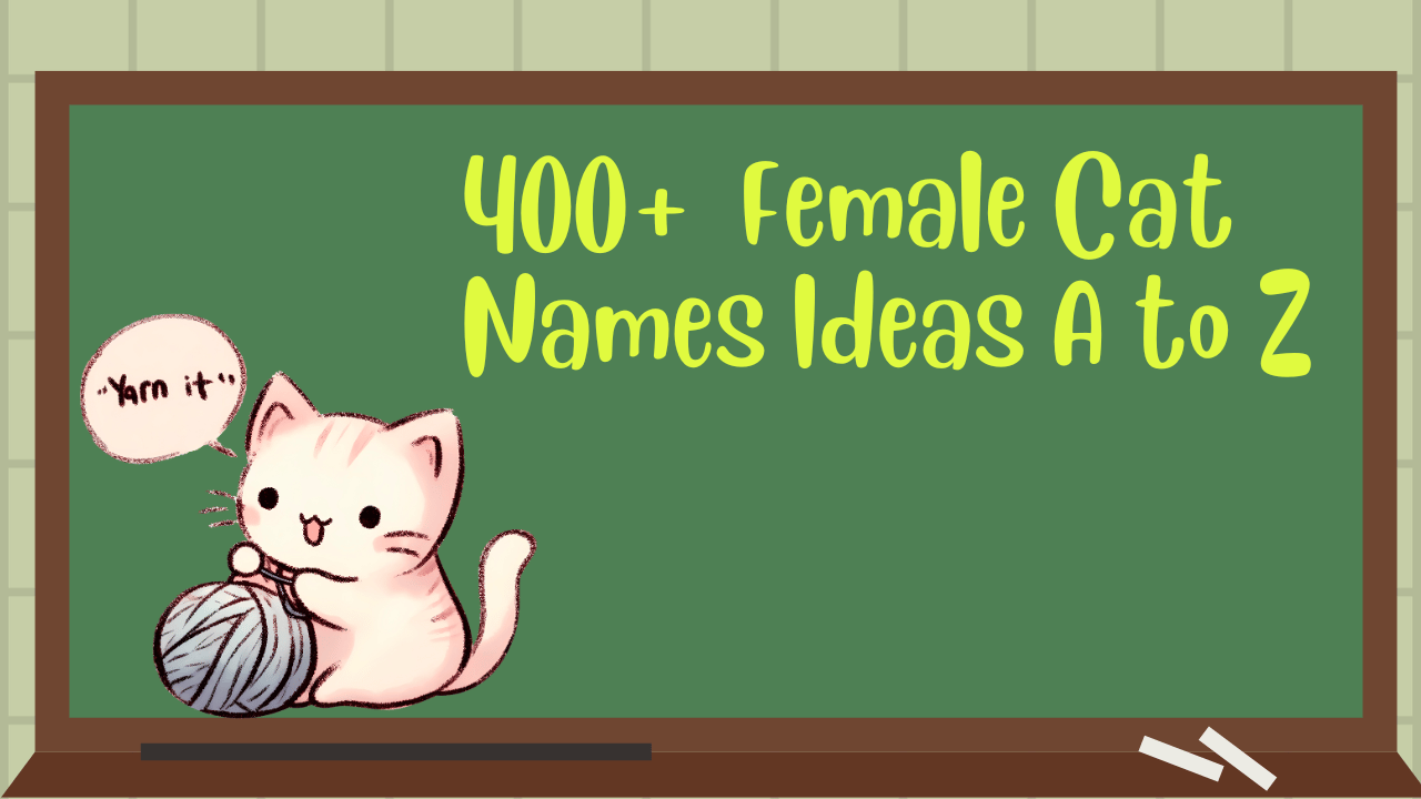 400-female-cat-names-ideas-a-to-z