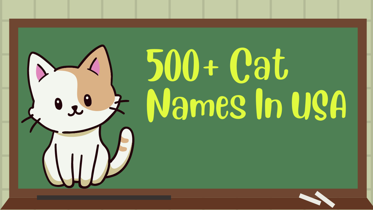 500-cat-names-in-usa